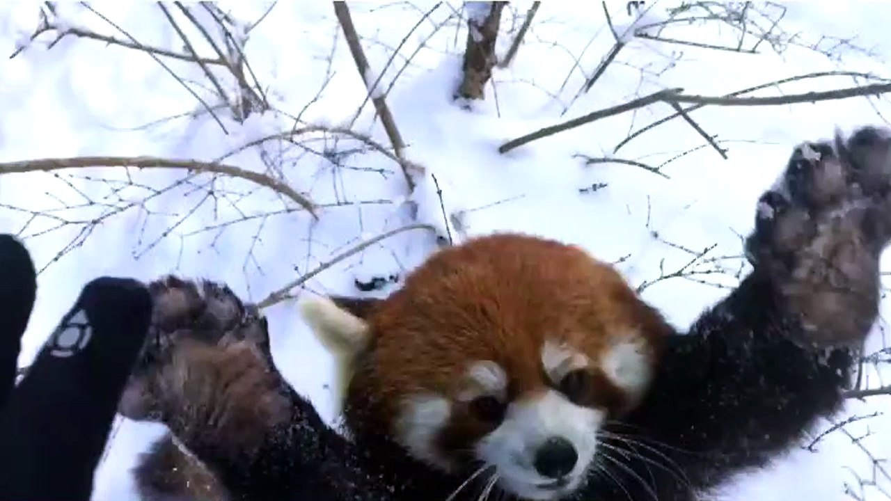 Des pandas roux batifolent dans la neige