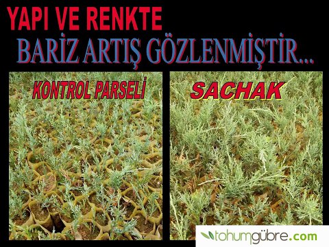 Süs Bitkisi Gübresi Sachak Ürün Denemesi ve Sonuçları - tohumgubre.com