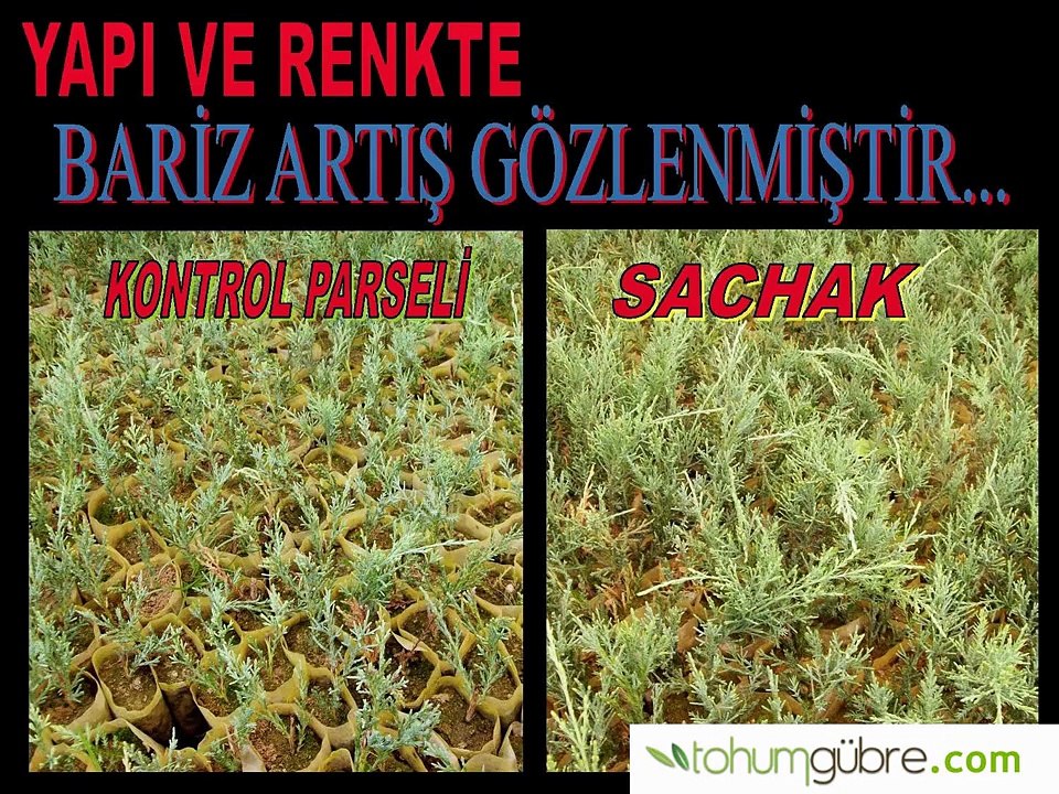 Süs Bitkisi Gübresi Sachak Ürün Denemesi ve Sonuçları - www.tohumgubre.com