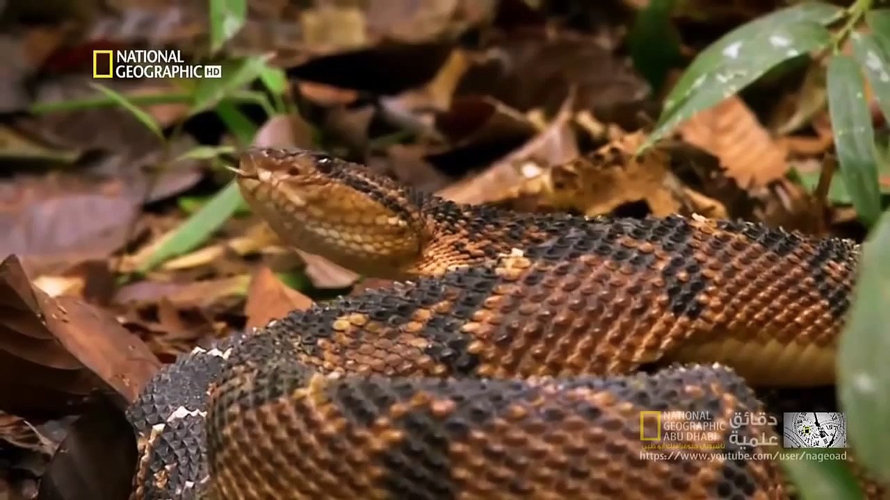 دقائق علمية | أفعى الكمائن | ناشيونال جيوغرافيك أبوظبي - national geographic abu dhabi