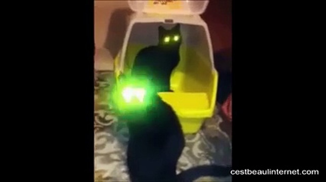 Reaction de chats qui sentent les pieds de leurs maitres