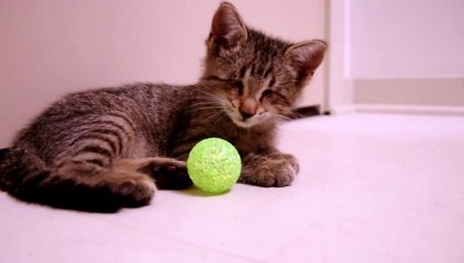 Oskar, le chaton né aveugle et son premier jouet