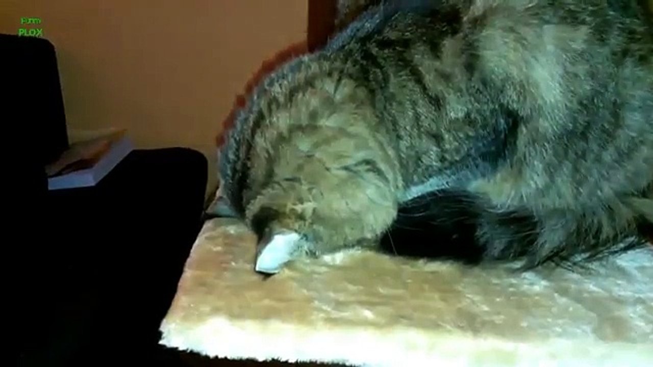 Compilation de chats marrants qui dorment dans des positions bizarres