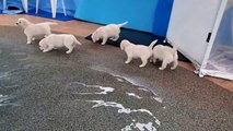 Première baignade pour des petits Labradors