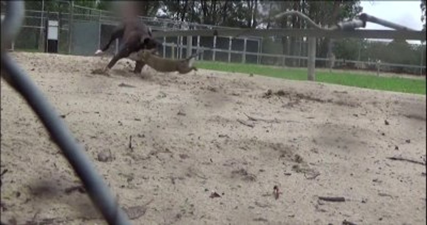 Canlı Hayvanların, Yarış Köpeklerine Yem Yapılması Tepki Çekti