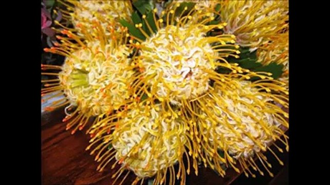 Khuda Kare K Naye Sall K Calander Main, Voice Tipu Shaikh