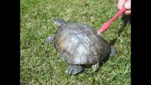 Disko yapan kaplumbağa