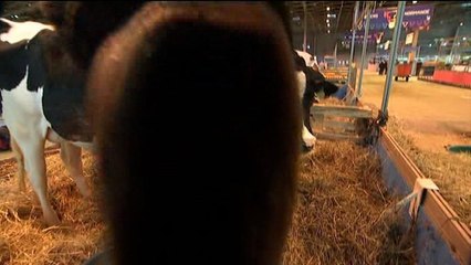 Une vache du Salon de l’Agriculture lèche la caméra de BFMTV