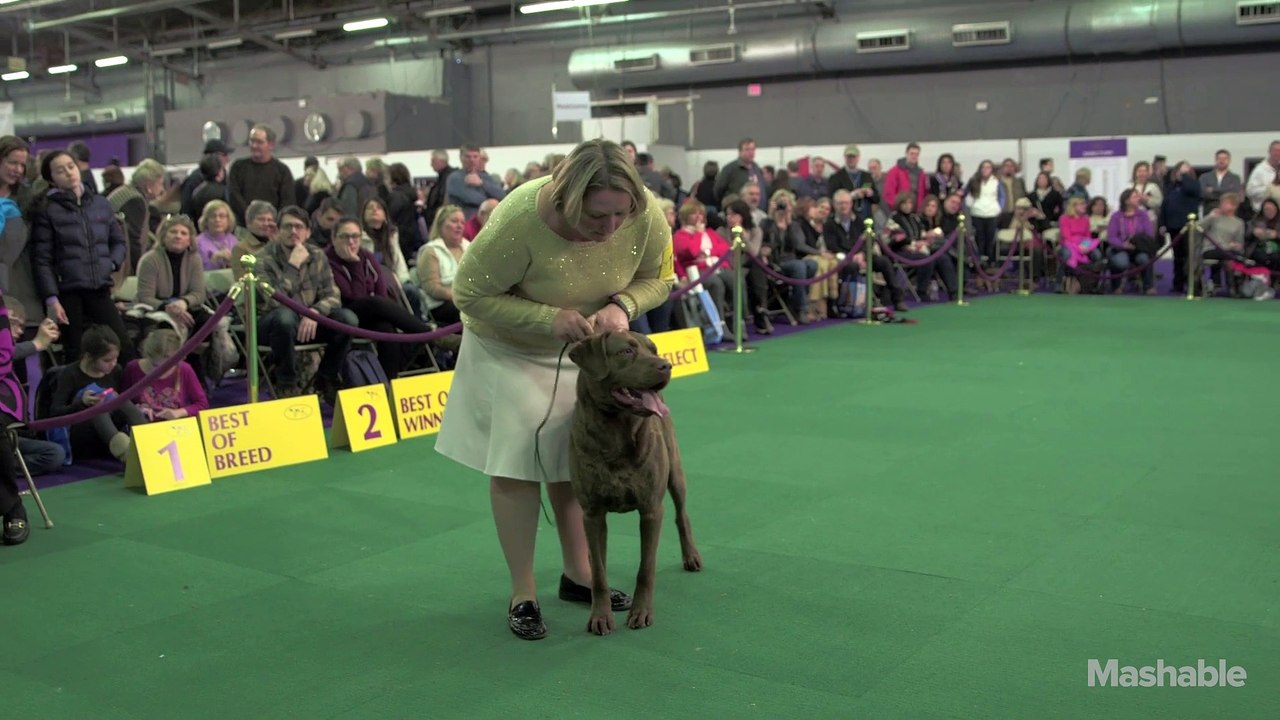 True Life: I'm a dog at Westminster dog show