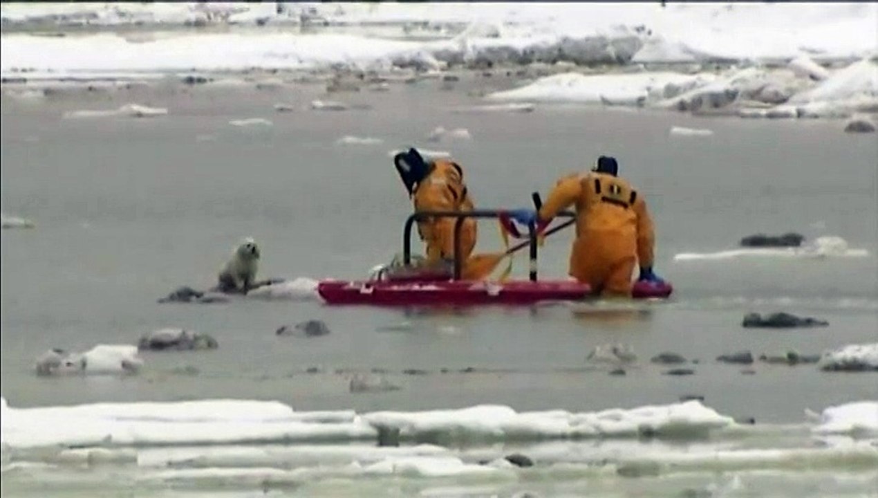 Etats-Unis : les pompiers sauvent deux chiens bloqués dans les glaces d'un marais