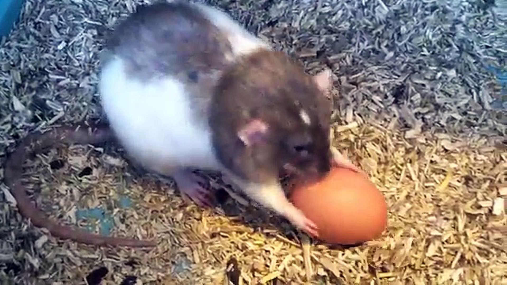 ⁣pet rats vs hard boiled egg - funny _) - YouTube