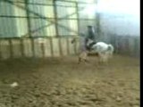 Galop impala marie