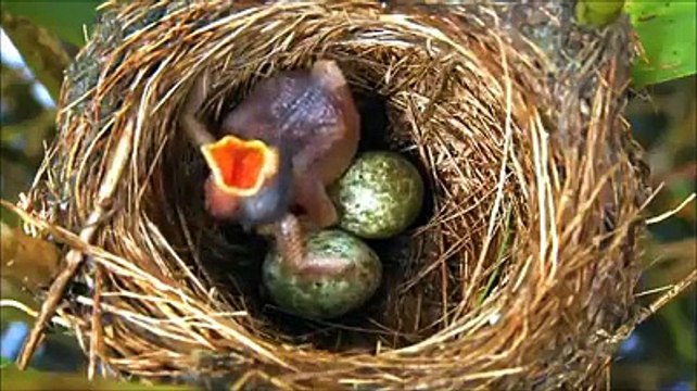 Zindgi Aur maoot-Aur tum Apnay Rub ki Kon Kon c naamat ko jhutlao gay. - Video Dailymotion