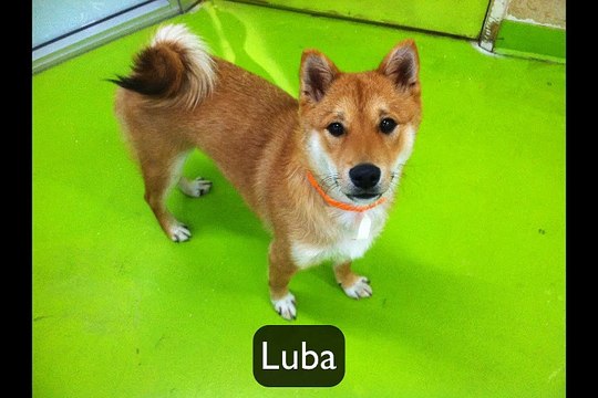 Dog Daycare & Dog Boarding in Pasadena, CA - My Pet Garden