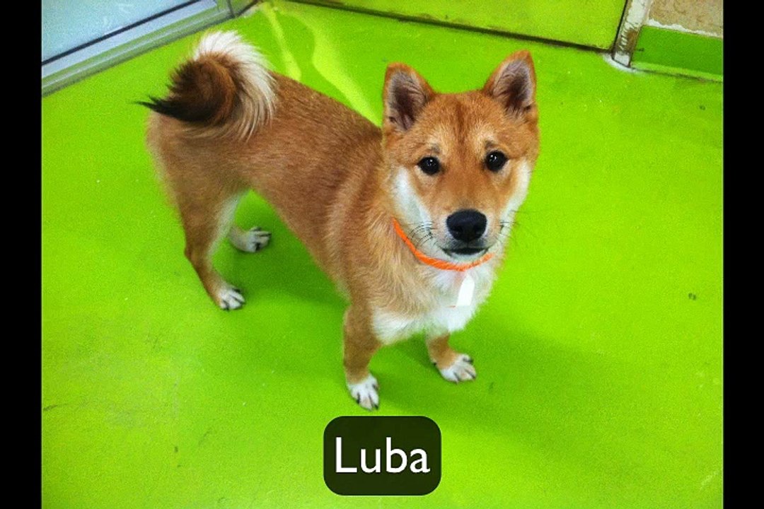 Dog Daycare & Dog Boarding in Pasadena, CA - My Pet Garden