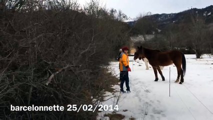 Chevaux dans la neige à Barcelonnette.