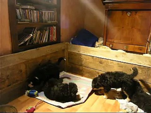 20 fév Lieber, Looping, Lily Rose et femelle verte