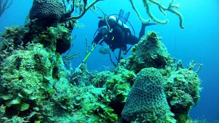 La caza del pez león