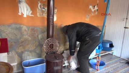 Muğla - Barınaktaki Kediler Sobayla Isınıyor