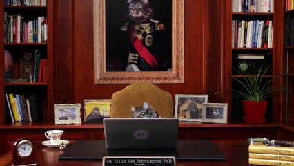 Picking the Drive-Thru Line vs. Going In: Life Advice from a Cat