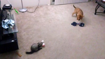 Ferret against puppy - Хорек против щенка - Кто кого!