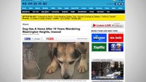 Dog That Spent 10 Years As Stray In NYC Finds Forever Home