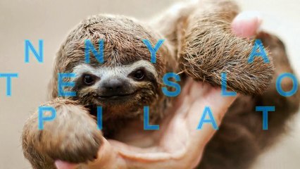 Funny and cute sloth videos compilation