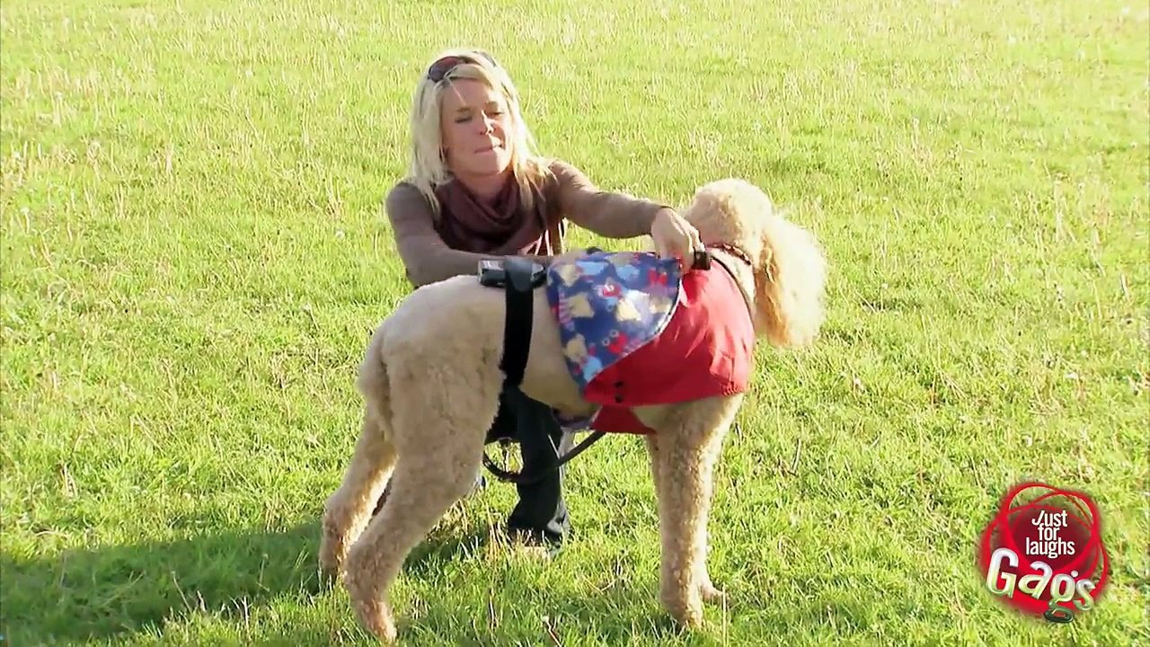 Dog Fart Prank