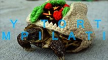 Funny and cute tortoise videos compilation