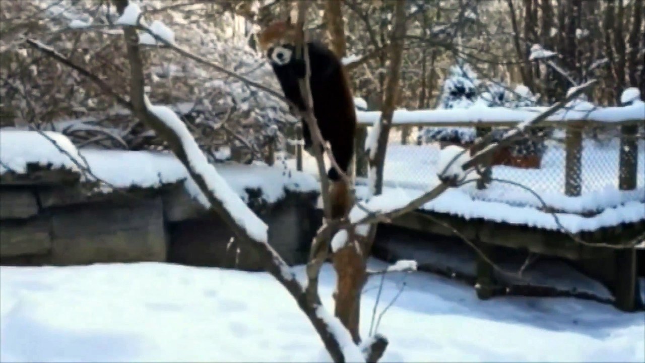 Insolite : les bêtes du zoo de Cincinnati s'amusent dans la neige