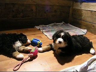 20fév les 2 femelles disponibles (femelle rose et femelle verte)