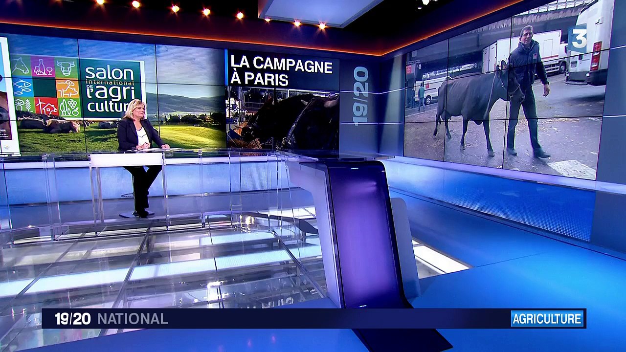 Vaches, veaux, montons et chèvres s'installent au Salon de l'agriculture de Paris