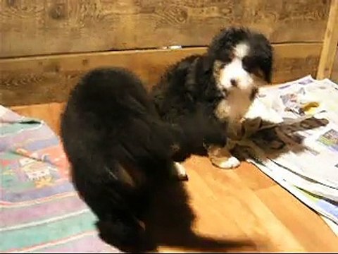 20fév les 2 femelles disponibles (verte et rose)