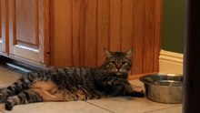 Lazy Cat drinks water with its paw )) - Ленивый  Кот пьет воду лапкой ))