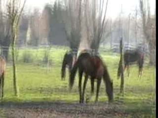 César sort de son box