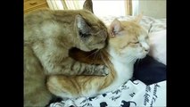 猫マッサージをする猫　マッサージのお礼をする猫