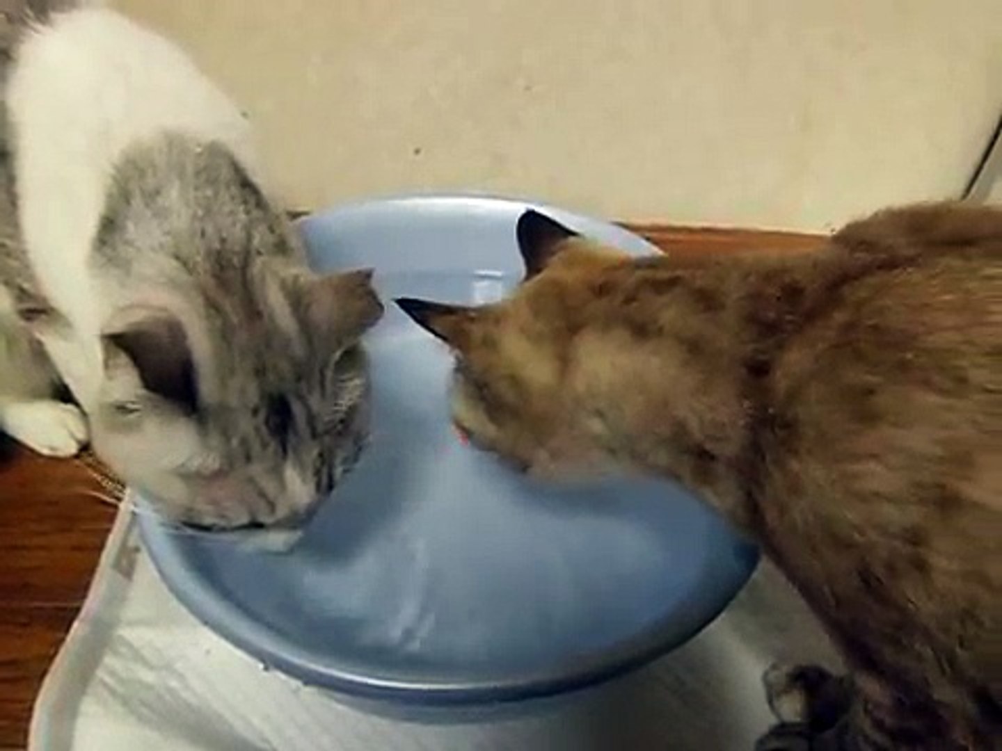 可愛い猫　水を飲む猫と　水で遊ぶ猫