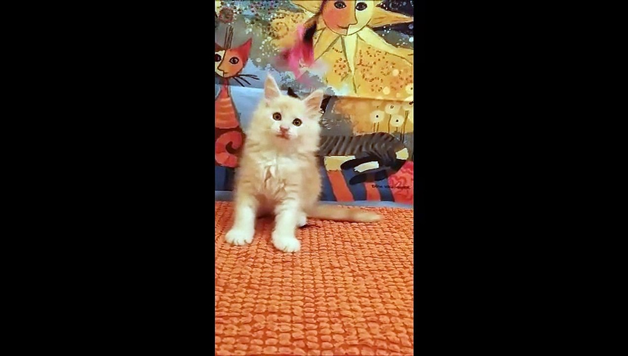 Jedaï 20-2-15 vidéo