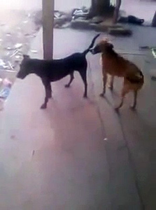 Funny Dance Disco Dog - Ultimate Dancing Dog