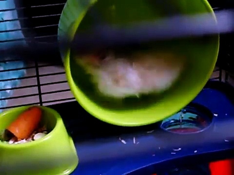 Funny Hamster High Speed Wheel