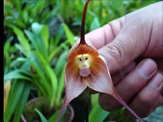 10 Flores Sorprendentes - Que No Son Lo Que Parecen!