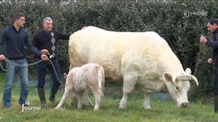 Salon de l’Agriculture : Une charolaise représente la Vendée