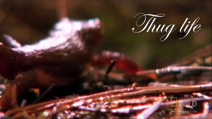 1. Animal Thug Life Compilation