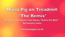 Micro Pig on Treadmill - The Remix (Featuring the Rocky theme 'Gonna Fly Now' DJ Galactic Remix