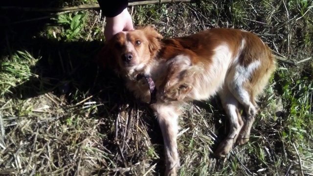EMERGENCY!!! Claudia has been hit by a car and crawled to the fields to die…