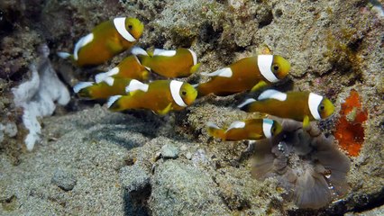 Just Keep Swimming - Anilao Saddleback Clownfish