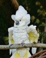Funny Cockatoo running on the floor yelling at everything