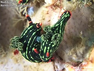 Diving the Lembeh Strait