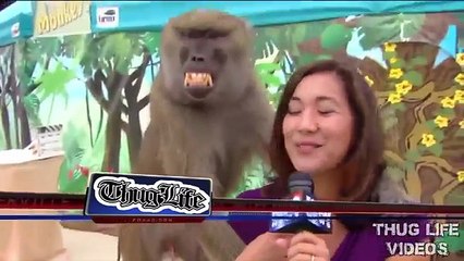 Animal Thug Life Compilation 4