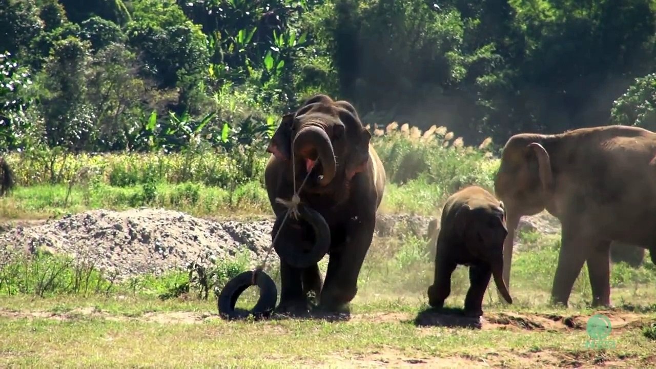 Elephant making a sound while they playing a tire